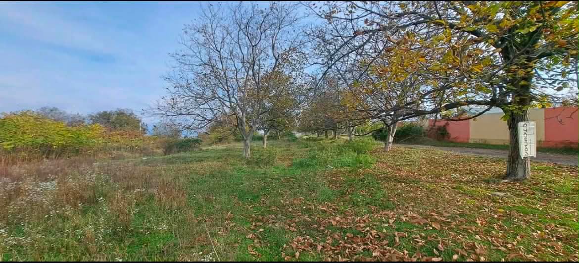 🌳 იყიდება სასოფლო-სამეურნეო მიწის ნაკვეთი